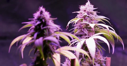 Cannabis Broll 003 Video stock 87525395