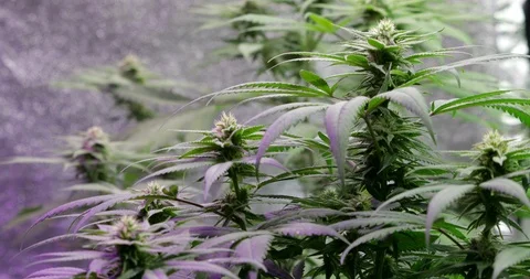 Cannabis Broll 004 Video stock 87526340