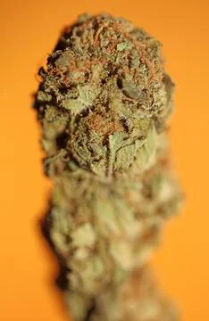 Cannabis bud close up super bubble gum smoking all day mania medical marihu.. Stock Photos