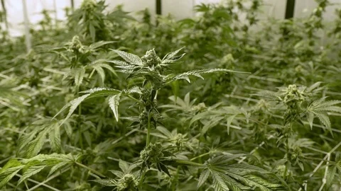 Cannabis bud Video stock 77081487