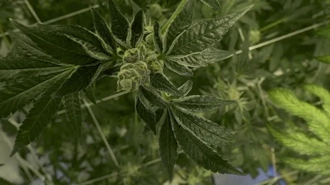 Cannabis bud 動画素材 77081539