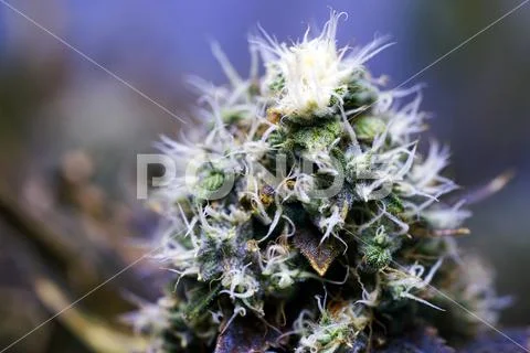 Cannabis Bud Stock Photos