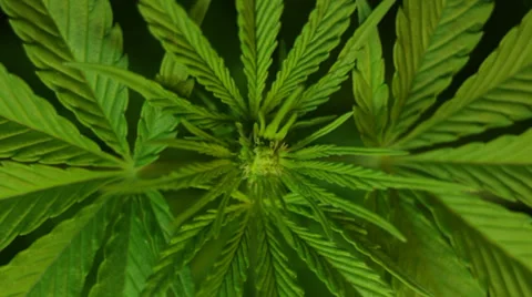 Cannabis budding 库存影片 37013455