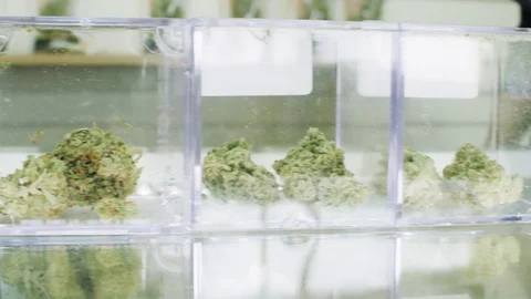 Cannabis Buds on Display Medical or Recreational Marijuana Dispensary Stock Footage