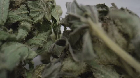 Cannabis buds macro close up dolly shot Stock Footage 123672501