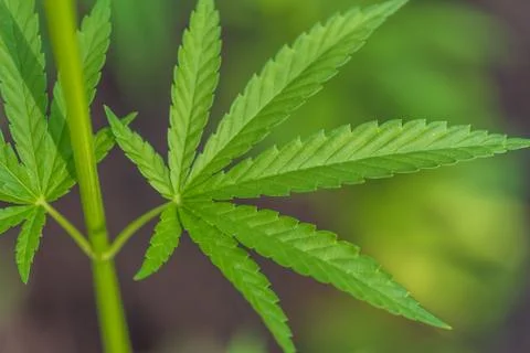 Cannabis bush close up. Stock Photos
