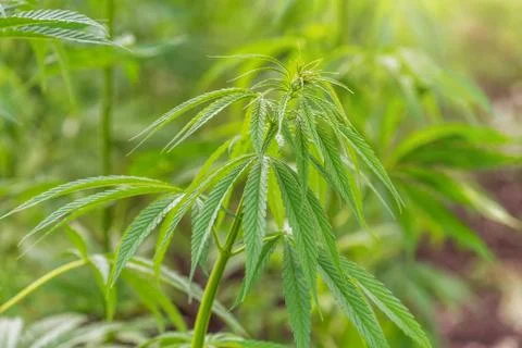 Cannabis bush close up. Stock Photos