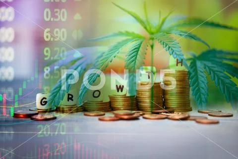 Cannabis Business marijuana leaves and stack of coins stock success market pr Stock Photos