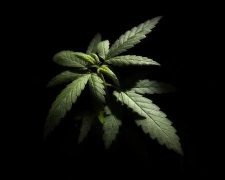 Cannabis Chiaroscuro Stock Photos