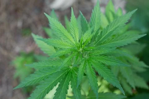 Cannabis close-up Foto stock