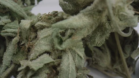 Cannabis close up slider on white background Stock Footage 123672596
