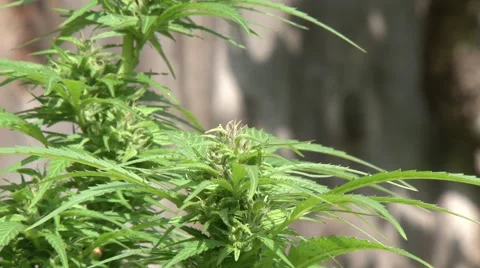 Cannabis close up, tilt down and pan Stock Footage