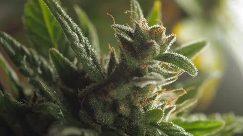 Cannabis cola undulating in light wind. Vídeos de archivo 287428490