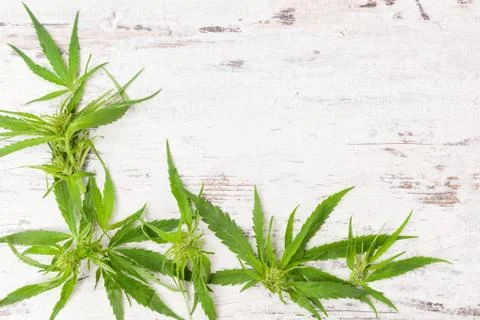 Cannabis with copy space. Stock Photos