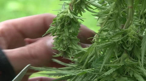 Cannabis cutting, close up 库存影片 58123030