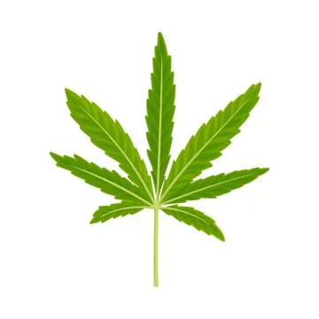 Cannabis Detailed Leaf Vector Illustrated Object Isolated On White Background Stock Illustration