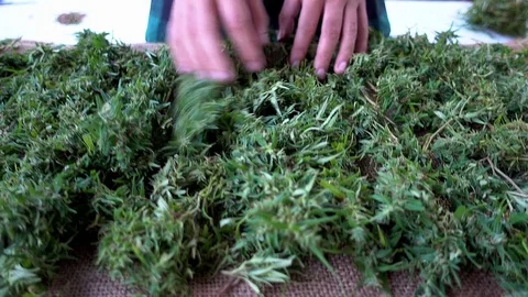 Cannabis Dry Stock Footage 82625036