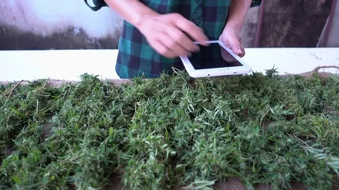 Cannabis Dry Stock-Footage 82625983