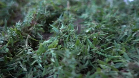 Cannabis Dry Stock-Footage 82626193