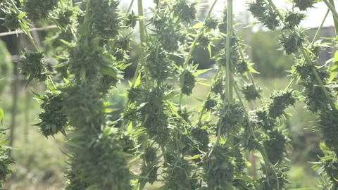 Cannabis drying under the sun after harves Stock Footage 316311912