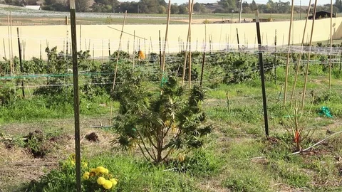 Cannabis farm Stock Footage 118995664