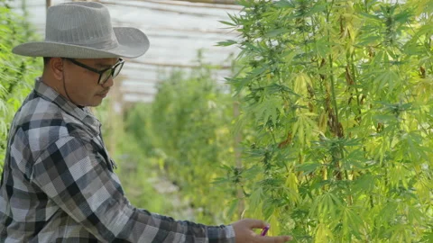 Cannabis Farmer Stock Footage 194377415