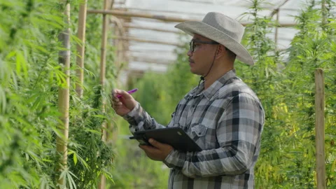 Cannabis Farmer Stock Footage 194377754