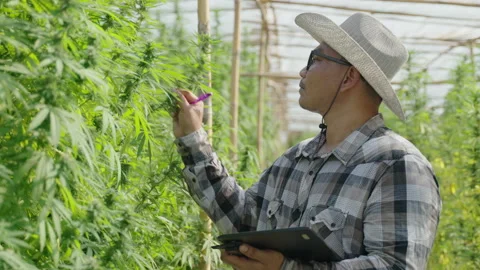 Cannabis Farmer Stock Footage 194378510