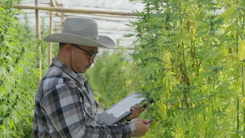 Cannabis Farmer Stock Footage 194378689