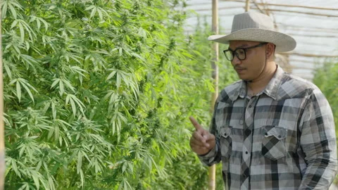 Cannabis Farmer Stock Footage 194380314