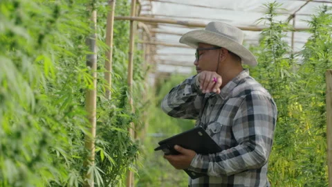Cannabis Farmer Stock Footage 194380336