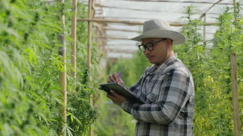 Cannabis Farmer Stock Footage 194380818