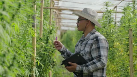 Cannabis Farmer Stock Footage 194380947