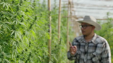 Cannabis Farmer Stock Footage 194381167