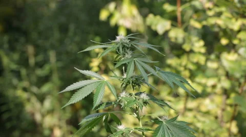 Cannabis female plant flowering in the garden, zoom effect Stock Footage