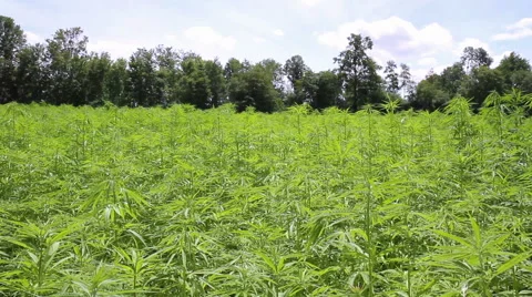 Cannabis field. Stock Footage 39992249