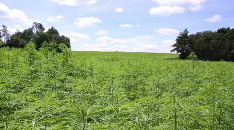 Cannabis field. Stock Footage