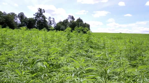 Cannabis field. Video stock 40048887
