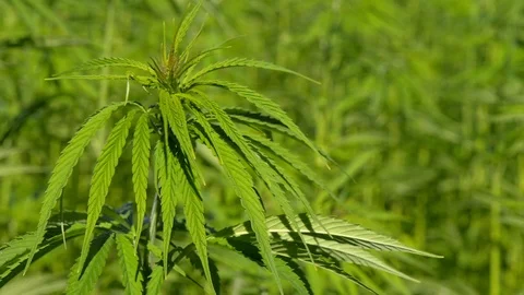 Cannabis on the field Stock Footage 91814112