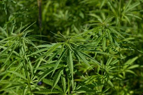 Cannabis on field Stock Photos