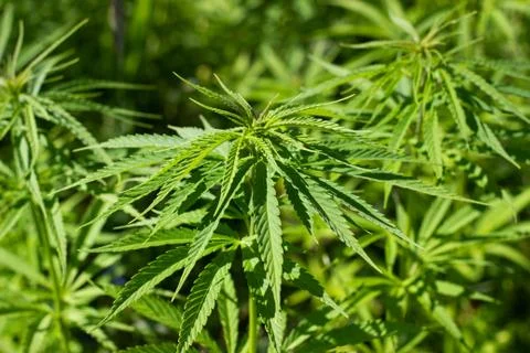 Cannabis on field Stock Photos