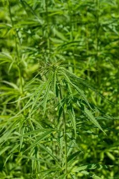Cannabis on field Stock Photos