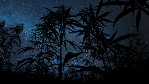 Cannabis Field: Time Lapse by Night with Stars, Milky Way and Hemp Plants Stock Footage