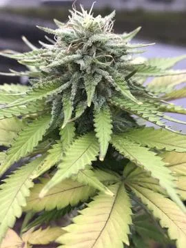 Cannabis Flower Close up Stock Photos