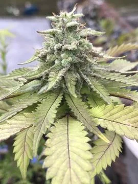 Cannabis Flower Close up Stock Photos