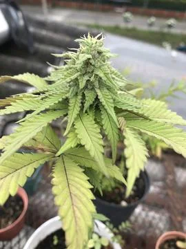 Cannabis Flower closeup Stock Photos