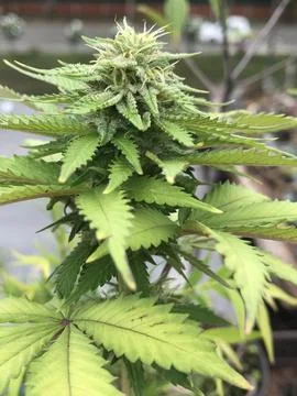 Cannabis Flower Closeup Stock Photos