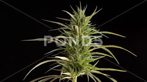 Cannabis flower isolated on black background Stock Photos