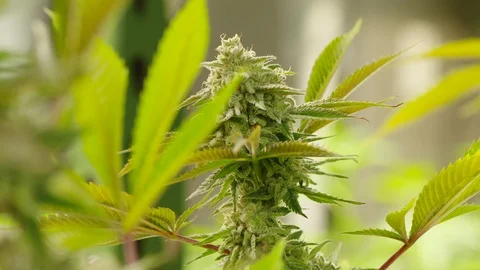 Cannabis flower to leaf Stock Footage 100993902