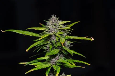 Cannabis flower Stock Photos